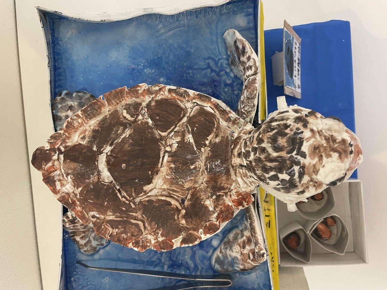 愛の詰まったウミガメがやって来た！｜桂浜水族館 公式