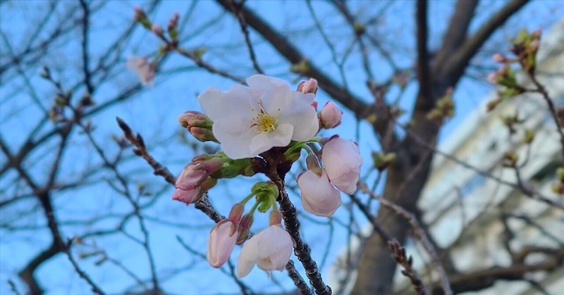 桜、咲く🌸