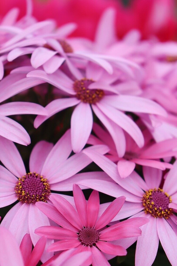 ピンク色の花が重なり合う。美しいその色合いに心癒される