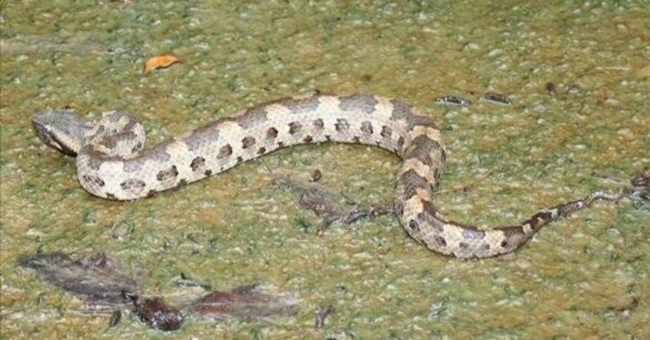 幻の毒蛇｜TechpanCreate（テクパン・クリエイト）