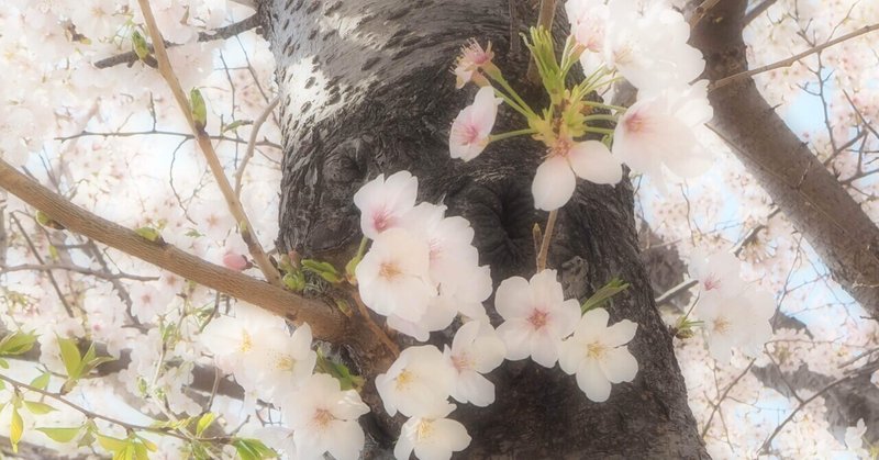 銀杏と桜　ショートショート