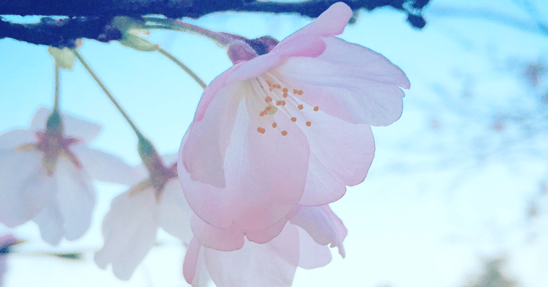 サクラの開花で みんフォト確変突入