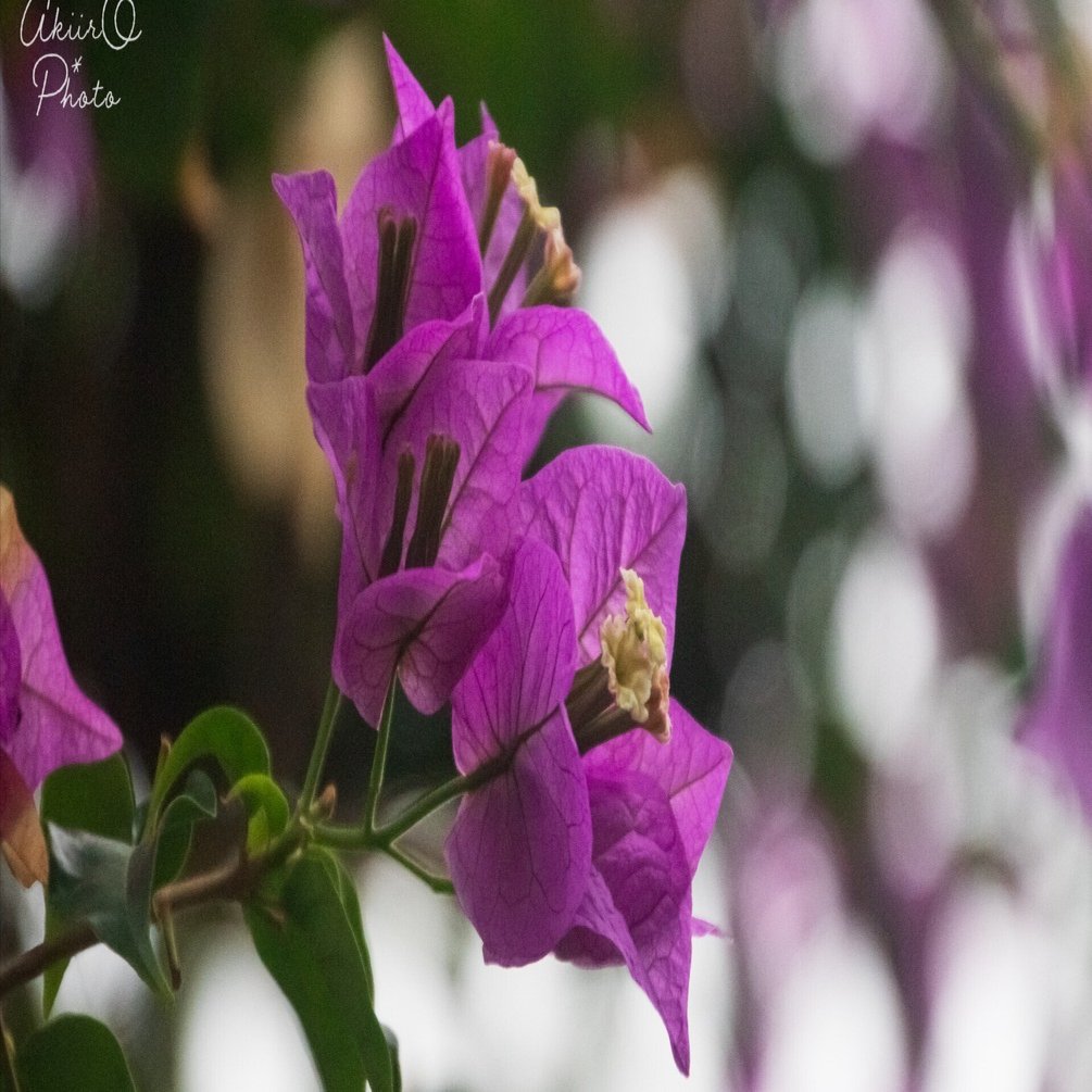 Photo Story｜筏葛-いかだかずら-/Ikadakazura｜AkiirO