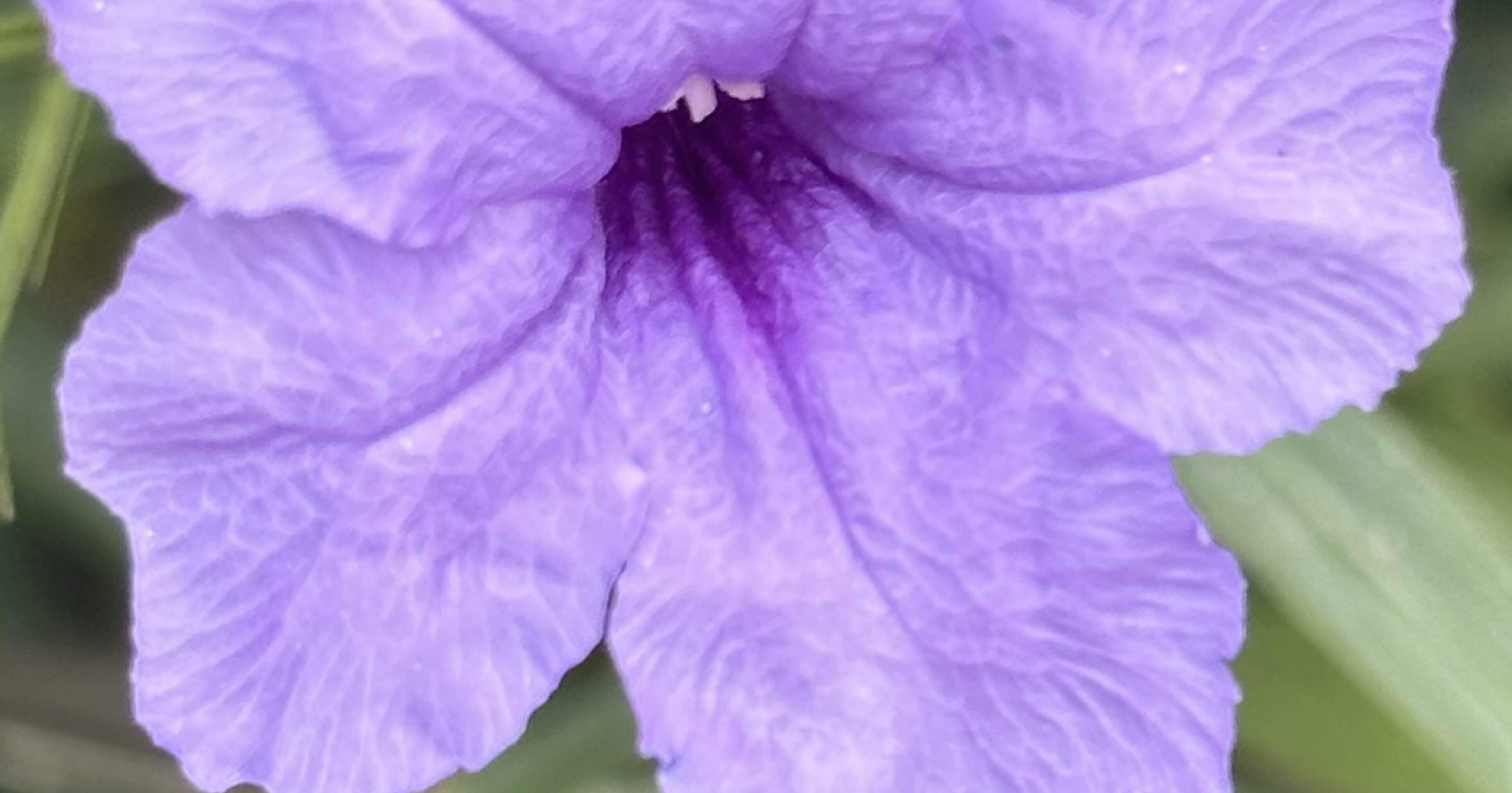 紫伊勢花火｜EGGSEED