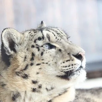 るり˙ᴥ˙