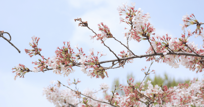仙台でも早咲きの桜が咲き出した🌸