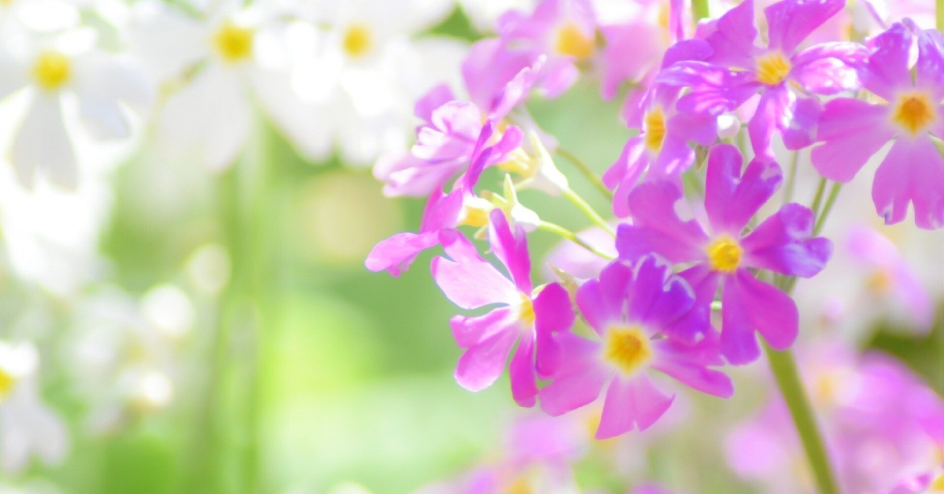 Mucha 桜草 c2a27f82c3a4448e52bc474cf5cfe3