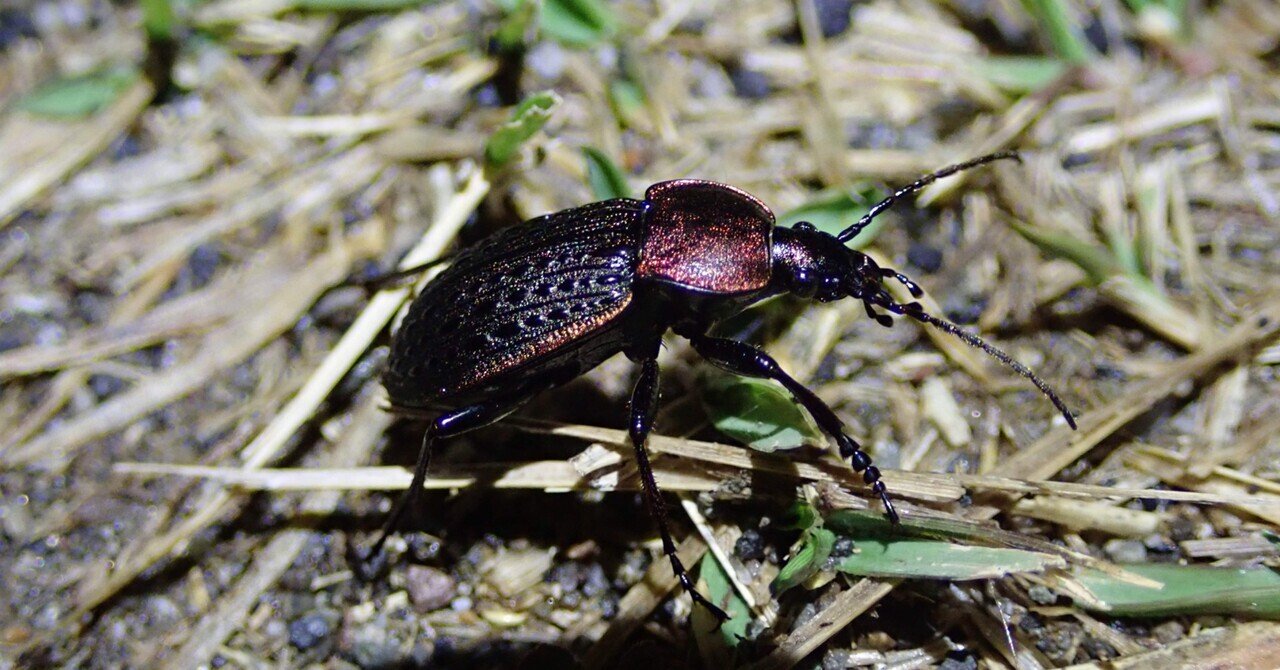 イタリアのセダカオサムシ イタリアのセダカオサムシ 北海道生物図鑑「セダカオサムシ」