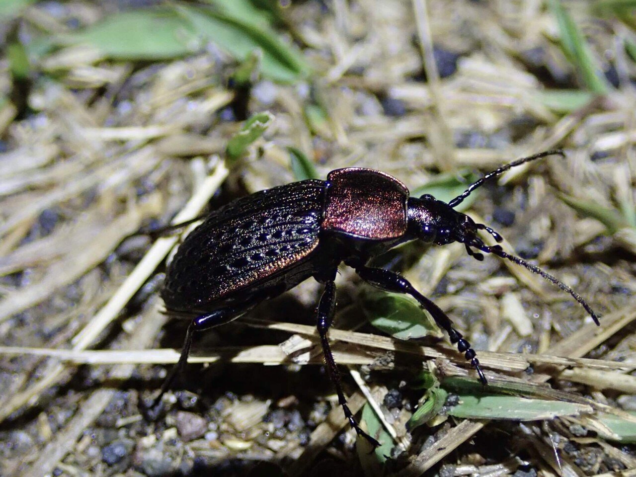 セアカオサムシ2024｜トモロウ