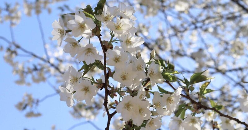 ミニマリストの団地暮らし｜3月の暮らし〜雪や大風、リボベジ、そして桜咲く