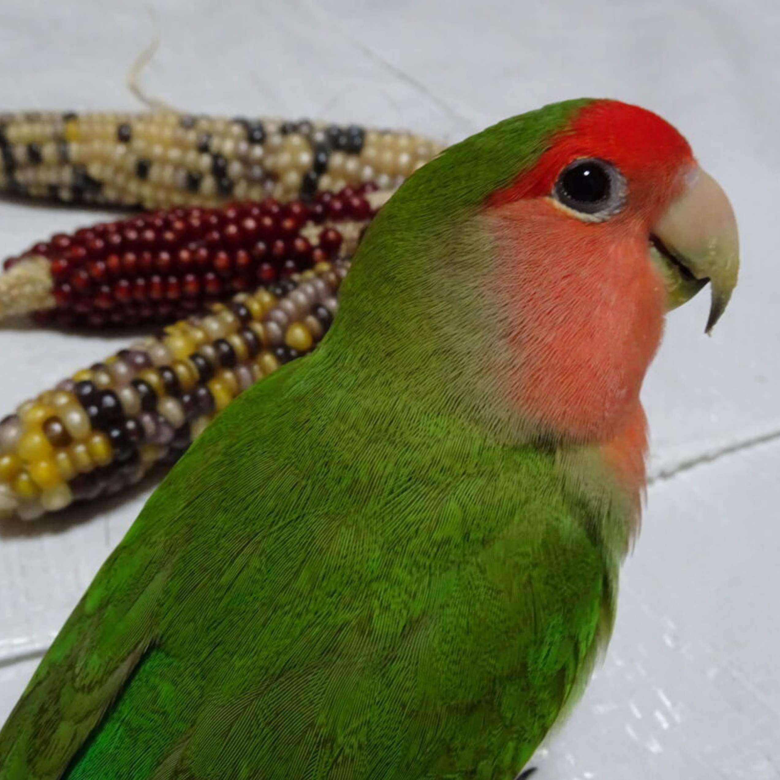 「スキよ」|須木本りく