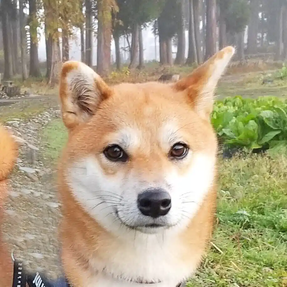 シバゴー