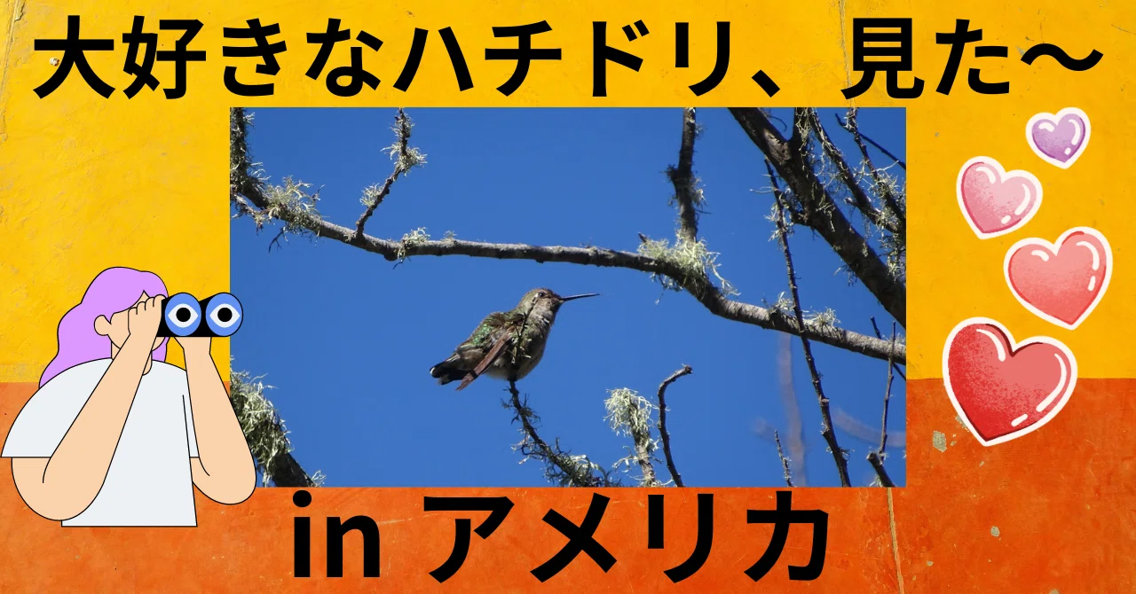 海外でも野鳥探し👉ハチドリ見た～！魅力は変わる色と動き💖唯一