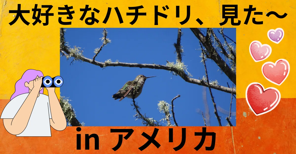 海外でも野鳥探し👉ハチドリ見た～！魅力は変わる色と動き💖唯一