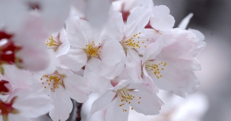 桜：占い師の日記