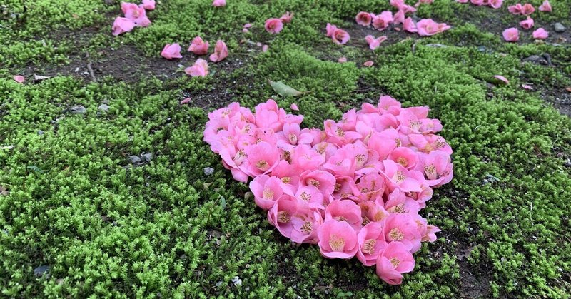 3/30 京都　2分咲きの桜・・・より椿