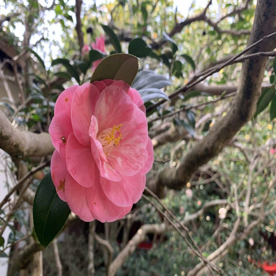3/30 京都 2分咲きの桜・・・より椿｜みことのは