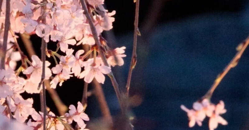 樹齢２００年と４００年の桜 :: 八王子・大光寺
