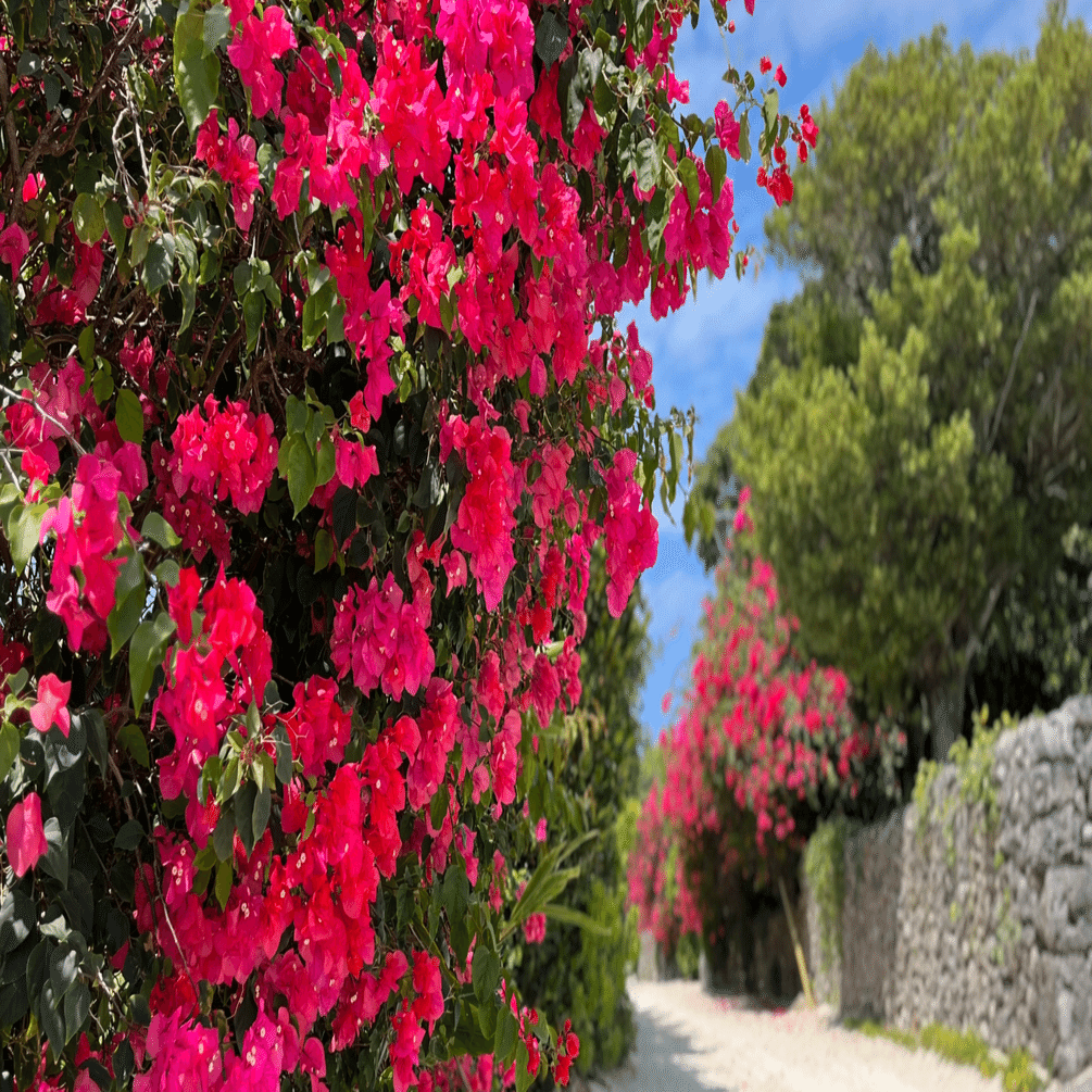 石垣島プチ移住2024】day11. 竹富島｜tama