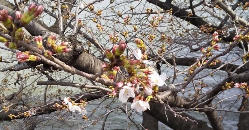 桜ノ宮は咲き始め、銀橋、泉布観、公会堂、そしてレンガ倉庫の廃墟、彫刻の小径で「もっとひねりなさい」