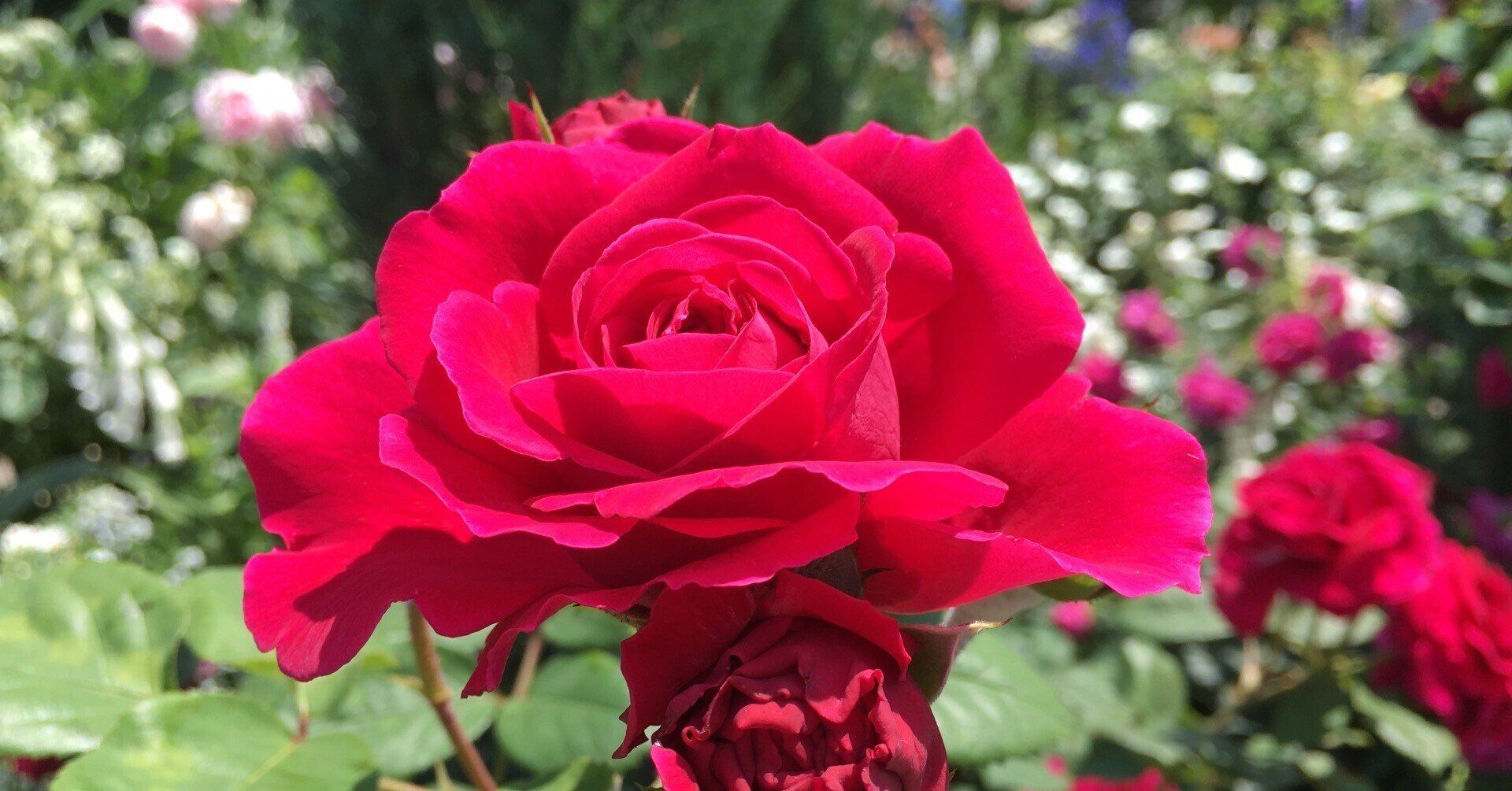 FF7初見エアリス推し女のクリアまで感想(すごいネタバレ)|お静 FF7初見エアリス推し女のクリアまで感想(すごいネタバレ)|お静