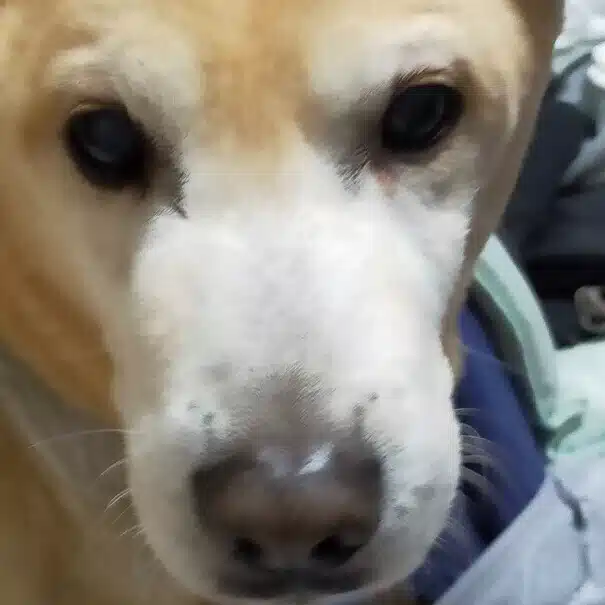 サヤカ