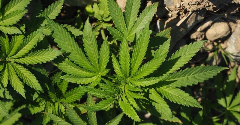 大麻の話 前編 モロッコ編 平たかゆき Note 大麻の話 前編 モロッコ編 平たかゆき Note