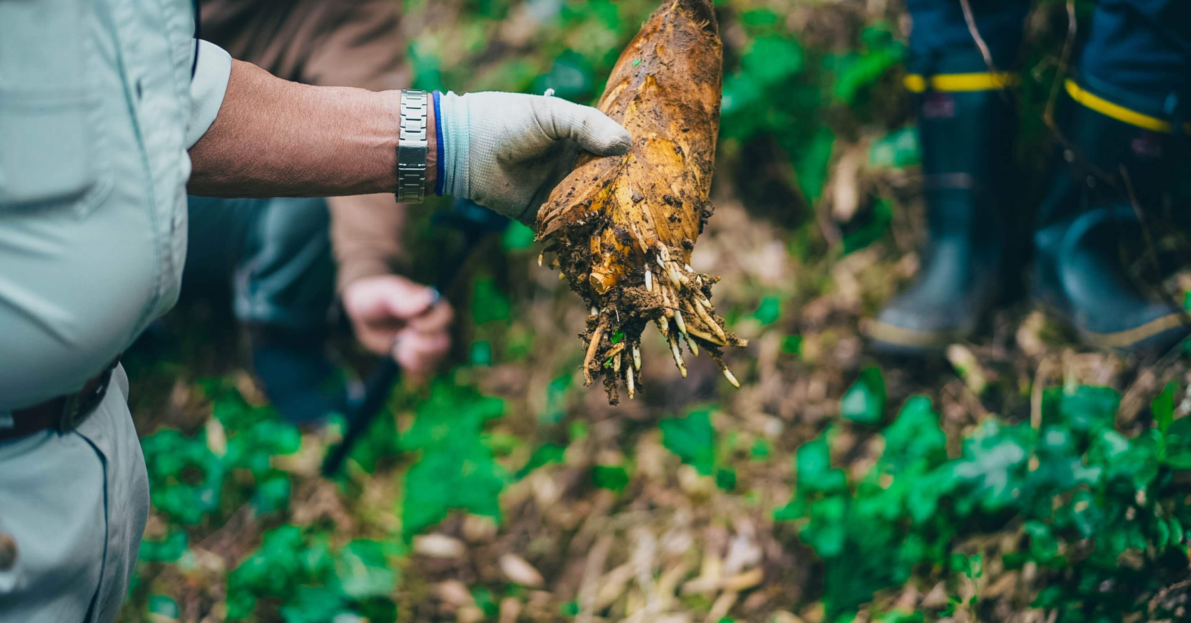山菜採りはめっちゃサバイバル｜ポール