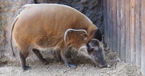 流木のイノシシ 244824_jp.jpg