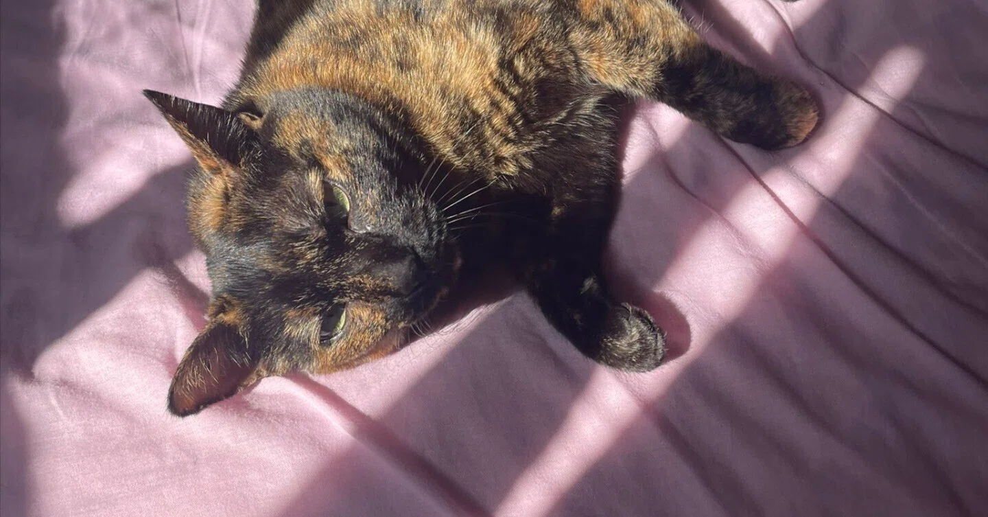 猫が「2階に来て！」と騒ぐので行ってみると…日当たりの良さを教えて
