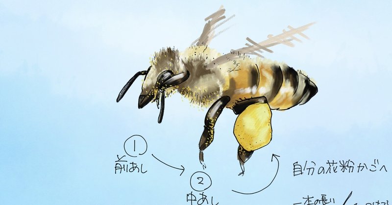 顔をゴシゴシ｜ミツバチ