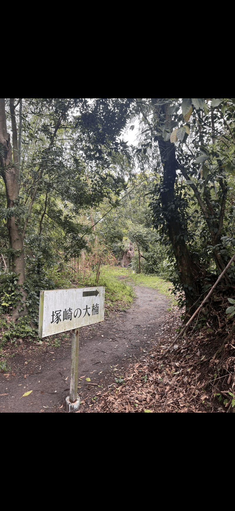 塚崎の楠｜estrela.stone