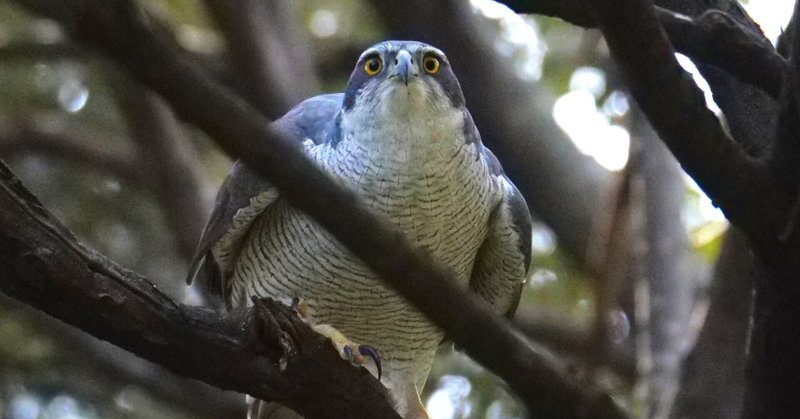 野鳥が好きです!#113「オオタカの枝折り&アカハジロの餌捕り!!」