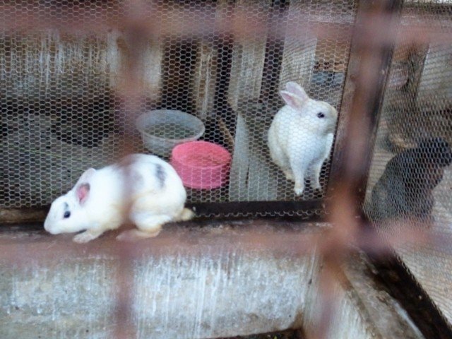 学校飼育に対するギモン Aoringo Note 学校飼育に対するギモン Aoringo Note