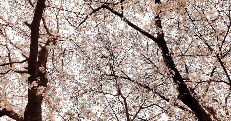 桜咲く、からの〜イモ🥔