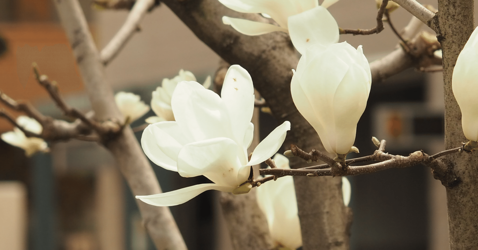桜と、白木蓮と白玉蘭と｜宮間ルイ