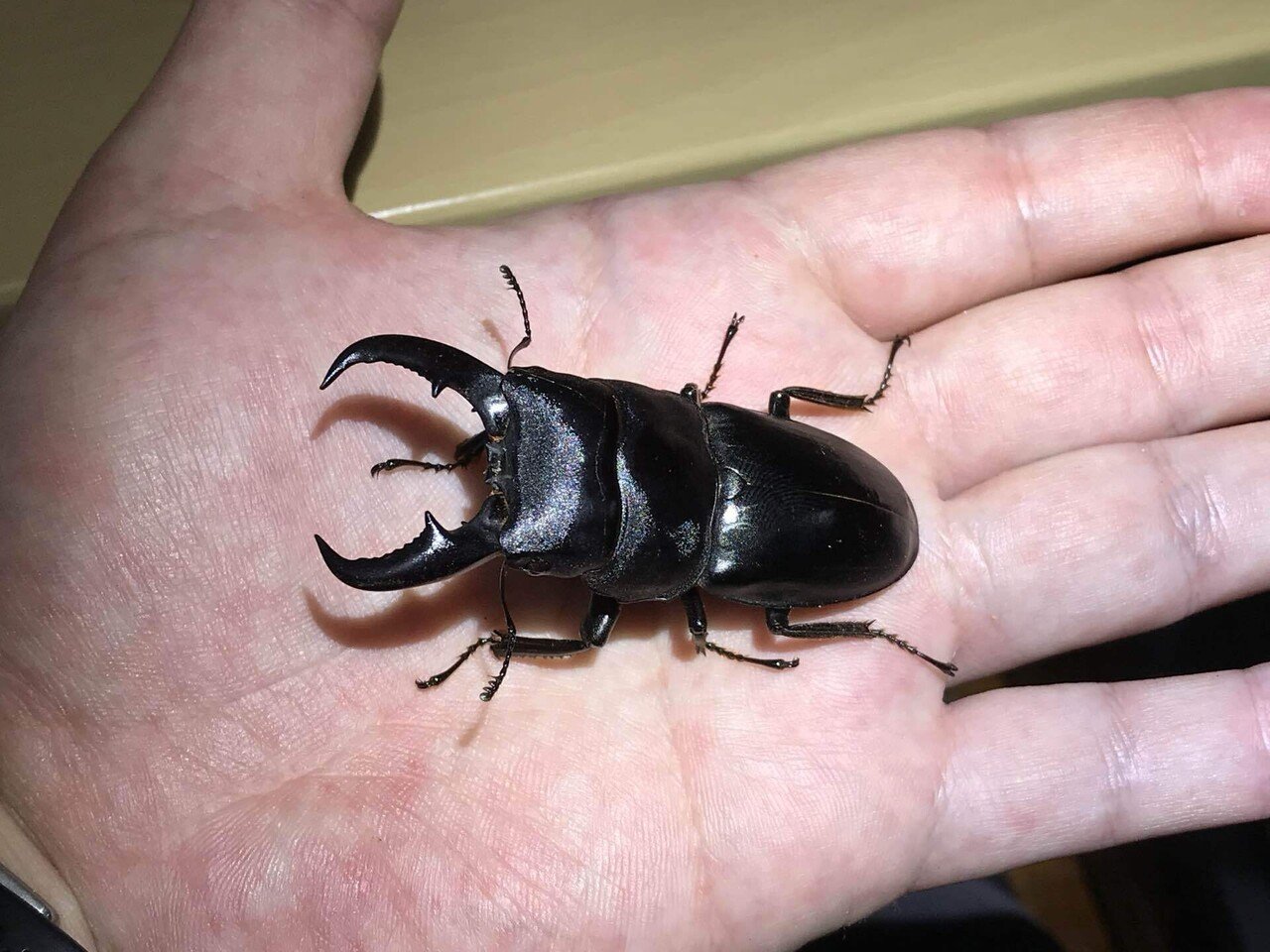 馬度産ヒラタ&オキナワヒラタ&ネブト 【公式通販】