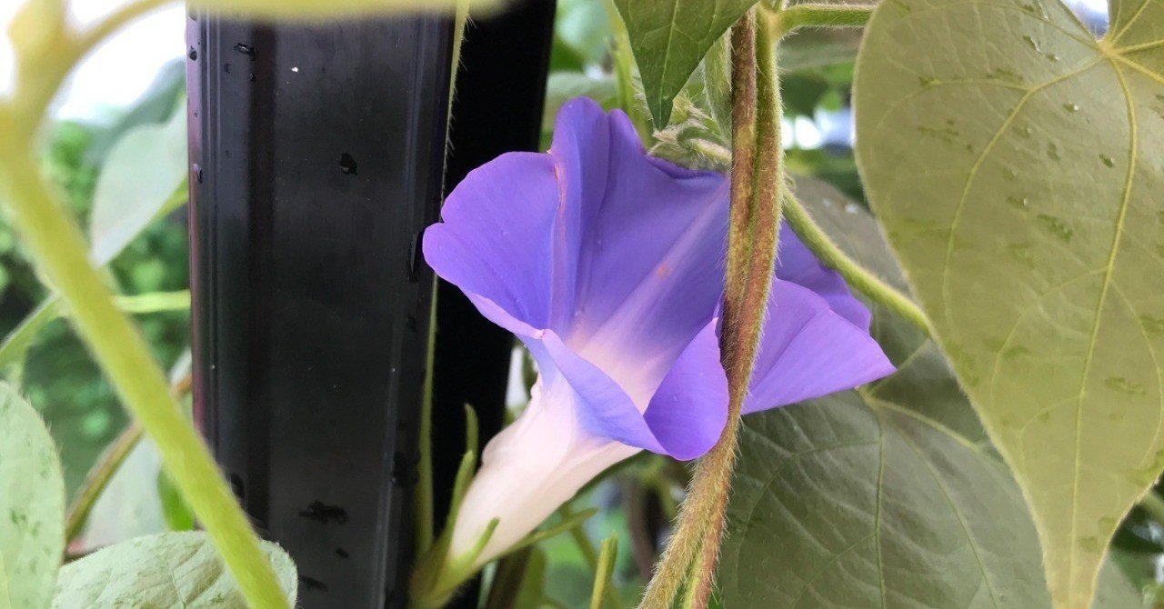 言い訳の正反対の本 言い訳 とナイツ塙さんとの一瞬の思い出 この夏の二輪めの朝顔 眉が切られる などの一日 歌人 枡野浩一 Note