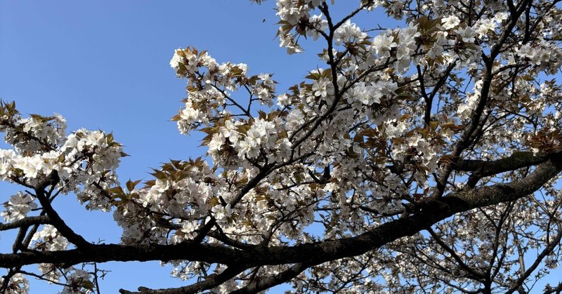 皇居のランニング初心者🔰走る方向決まってるの？途中で止まって桜の🌸写真撮りますよ‼️いい？