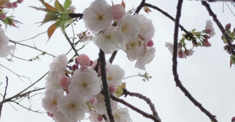 あなたはいないのに桜は咲くのです【エッセイ】