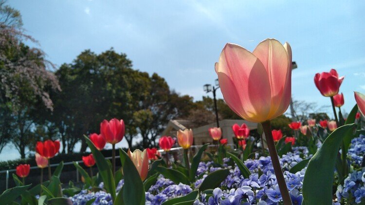 春、相棒とお散歩