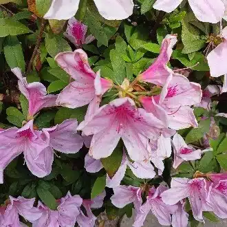 さくな