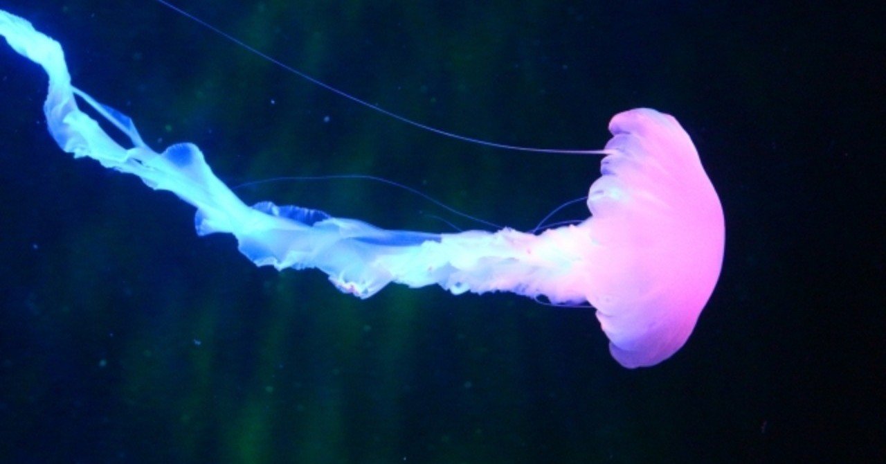 クラゲ育成日記（さいかわ日記番外編）｜名月@一ノ瀬迷子(ichinose meiko)