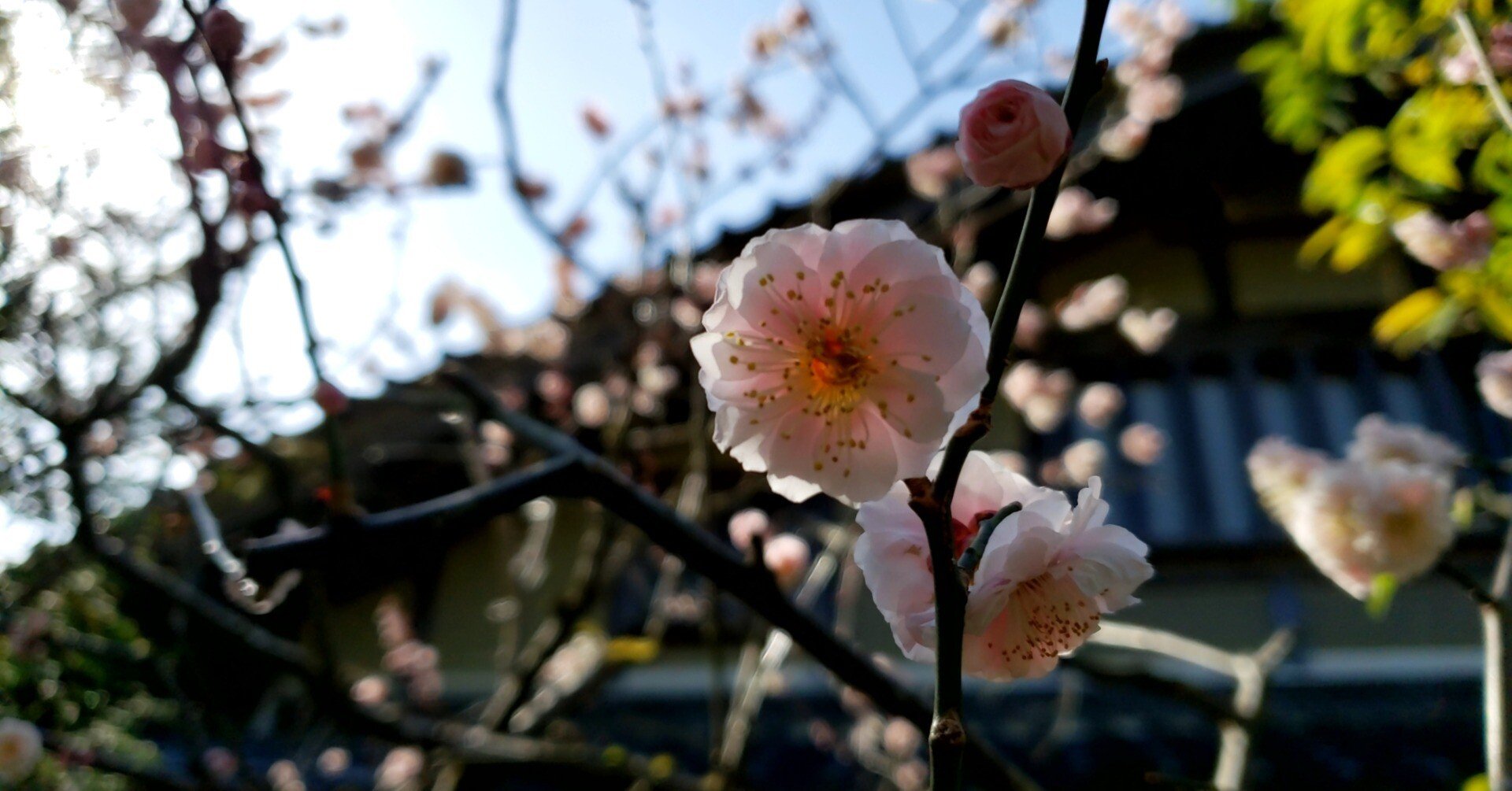 読書記録⑧平家納経 全三十三巻の美と謎｜保科