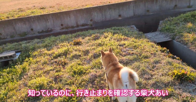 知っているくせに、行き止まりの道へ入っていく柴犬あい