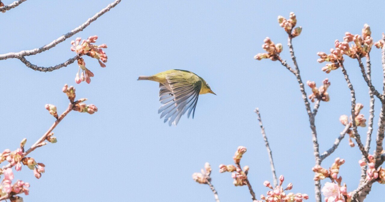 FUJIFILM X fan note - 2024-03｜ハタモト｜note