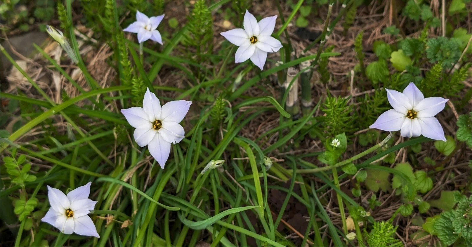 畑周辺の春の野草 ハナニラの逸出｜annon