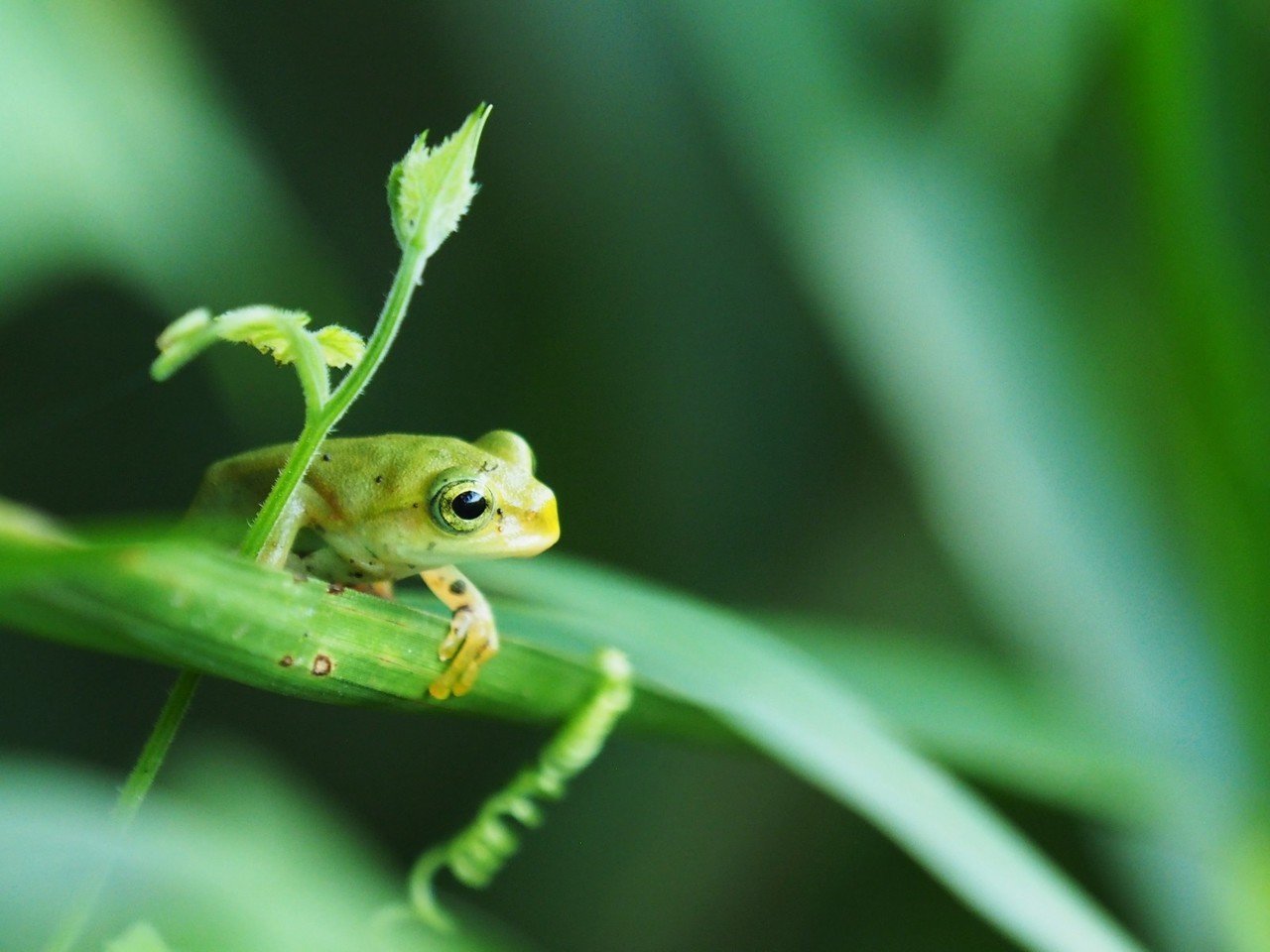 朝５時に起きて田んぼの生き物を撮影してきた Koyoko デザイナー Note