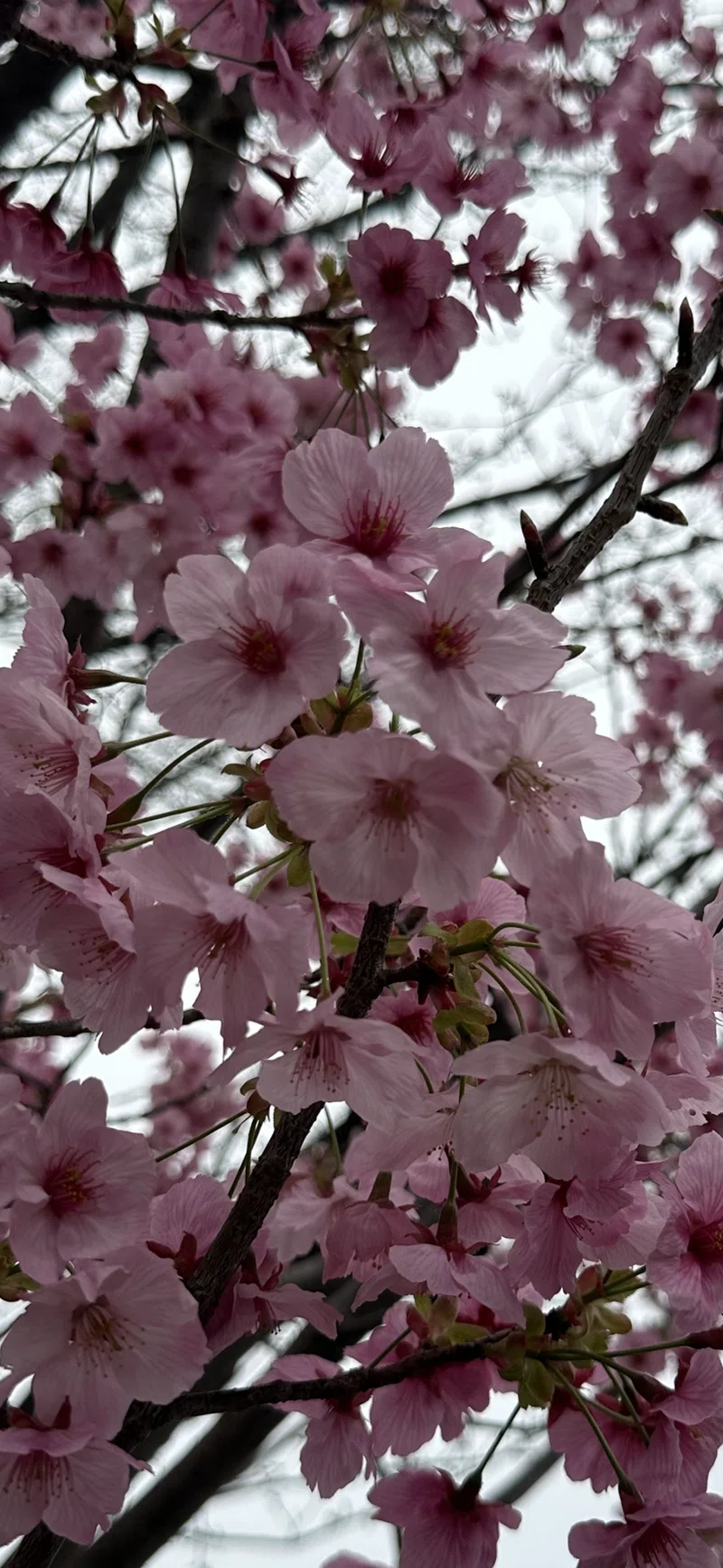 陽光桜｜EGGSEED