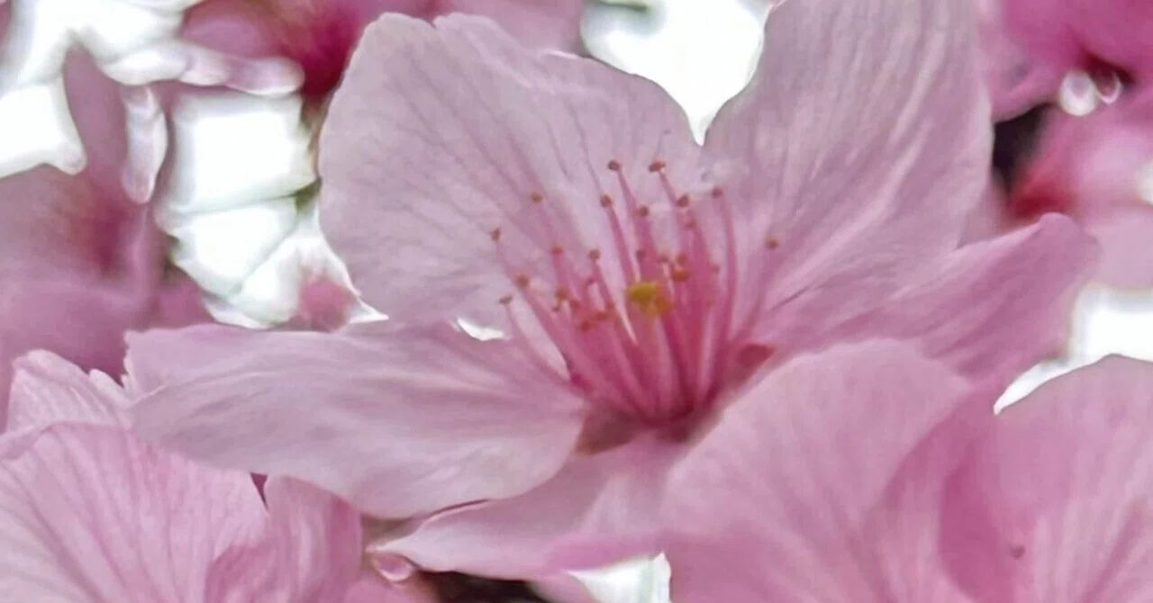 陽光桜｜EGGSEED